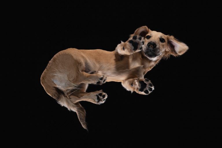 Dackel - Hund von unten